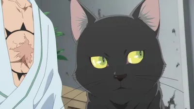 Gato preto de olhos verdes olhando para o lado direito