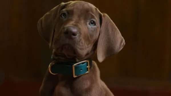 cachorro filhote de coleira sentado olhando para a frente