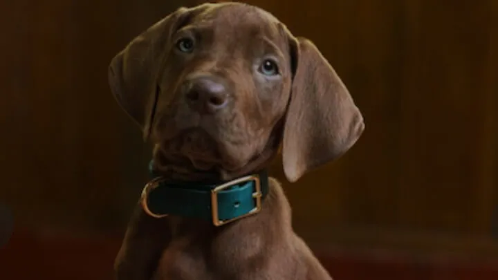 cachorro filhote de coleira sentado olhando para a frente