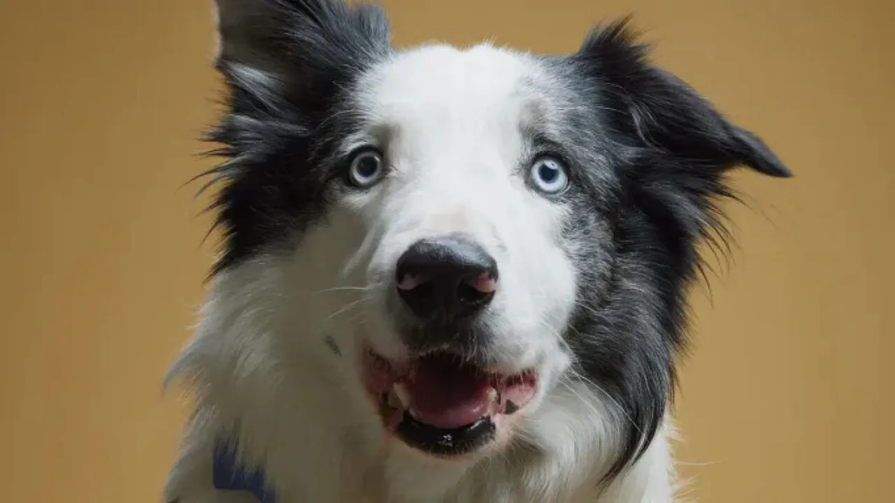 Cachorro Messi,que participou do filme "Anatomia de uma queda" vencedor do prêmio bom garoto