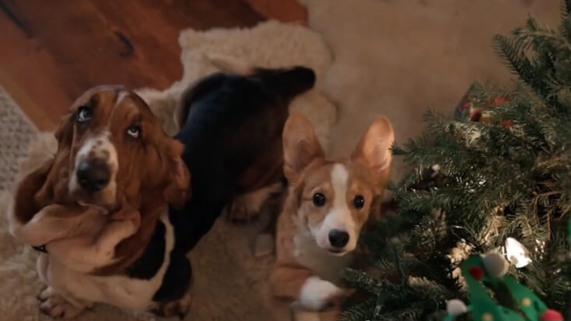 Cachorro Basset Hound e cachorro Corgi olhando para a frente ao lado de uma árvore de Natal