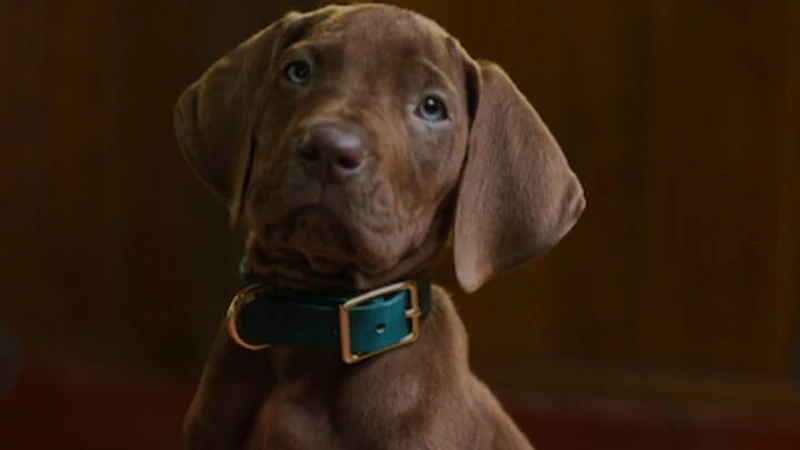 cachorro filhote de coleira sentado olhando para a frente